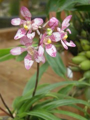 Sarcochilus fitzgeraldii