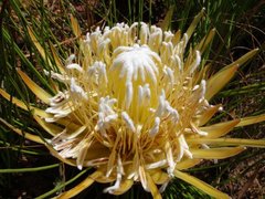 Protea lorea