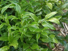 Sarcococca confusa