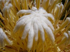 Protea lorea