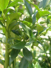 Sarcococca confusa
