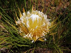 Protea lorea
