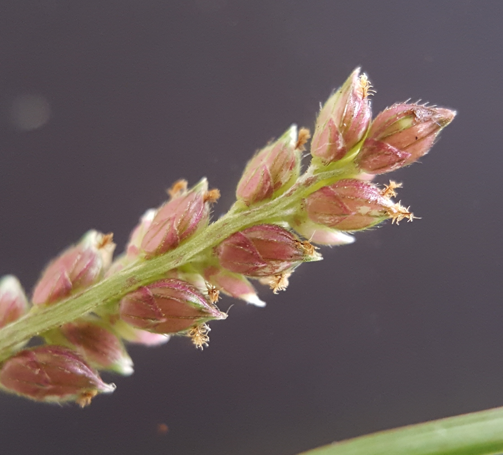 (c) François Rousseu, certains droits réservés (CC BY-NC) https://www.inaturalist.org/observations/91721843