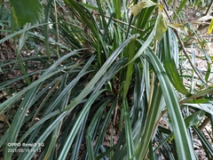 Benstonea humilis