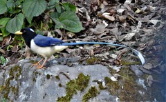 Urocissa flavirostris