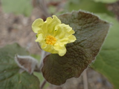 Saruma henryi