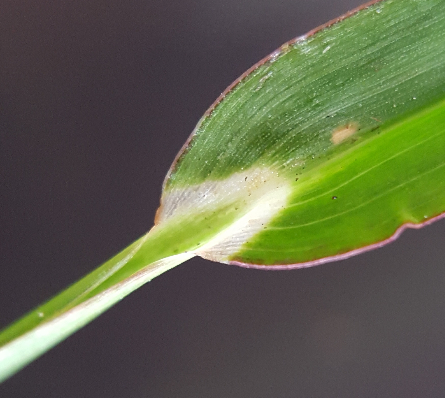 (c) François Rousseu, certains droits réservés (CC BY-NC) https://www.inaturalist.org/observations/91721843