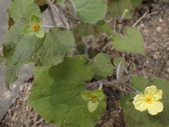 Saruma henryi