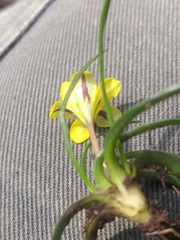 Moraea fugacissima
