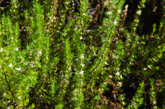 Cliffortia subsetacea