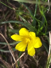 Moraea fugacissima