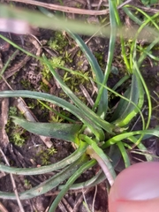 Moraea fugacissima