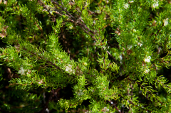 Cliffortia subsetacea