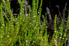 Cliffortia subsetacea