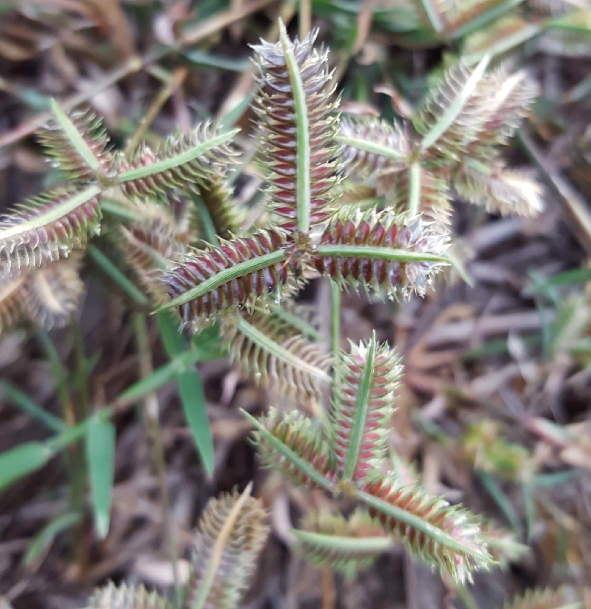 (c) François Rousseu, certains droits réservés (CC BY-NC) https://www.inaturalist.org/observations/91721970