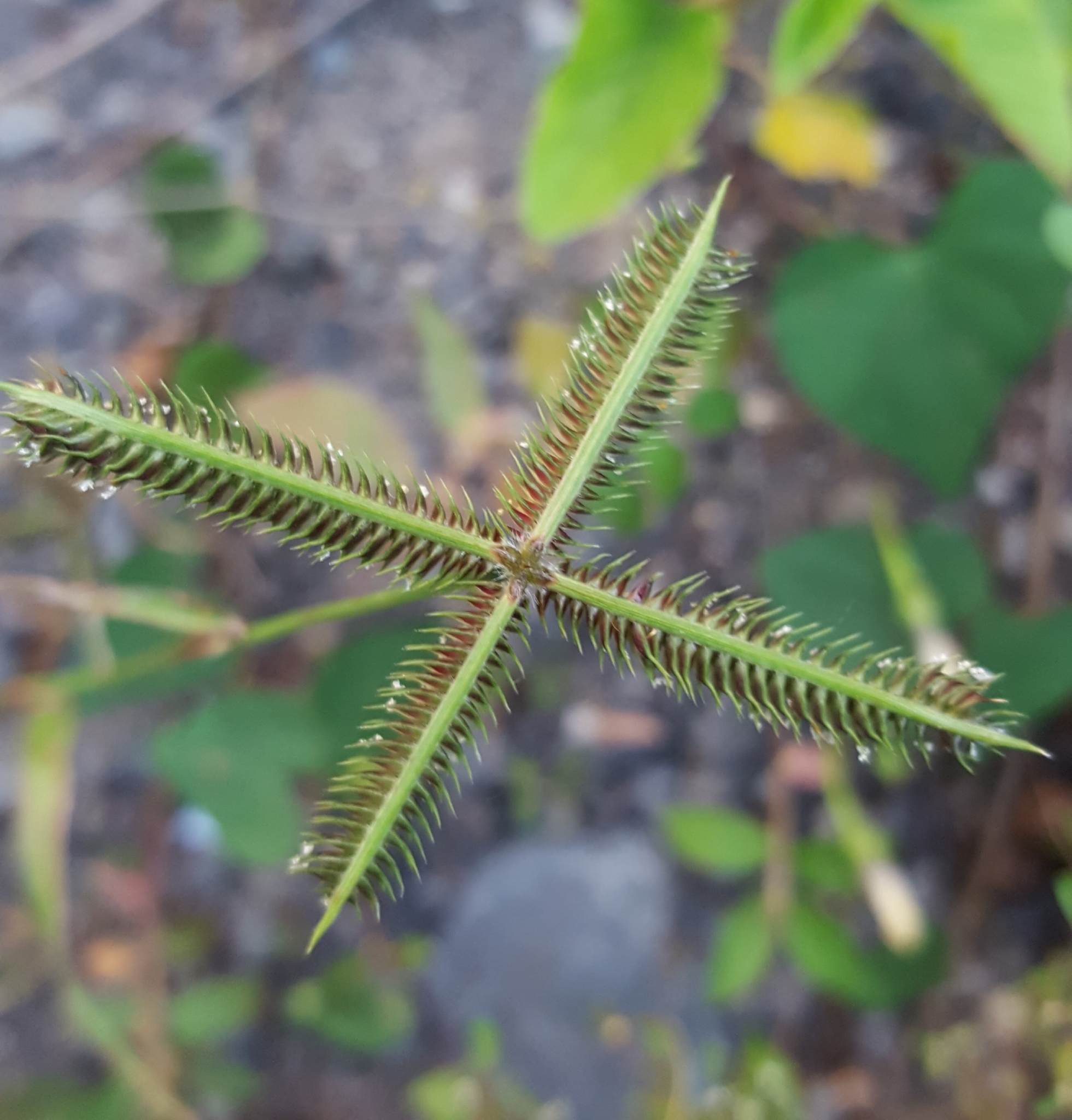 (c) François Rousseu, certains droits réservés (CC BY-NC) https://www.inaturalist.org/observations/91721970