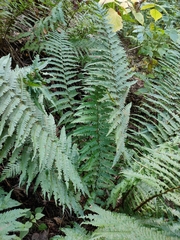 Dryopteris affinis
