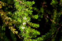 Cliffortia subsetacea