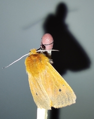 Phragmatobia fuliginosa
