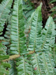 Dryopteris affinis