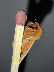 Phragmatobia fuliginosa