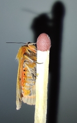 Phragmatobia fuliginosa