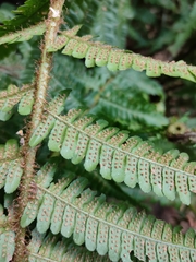 Dryopteris affinis