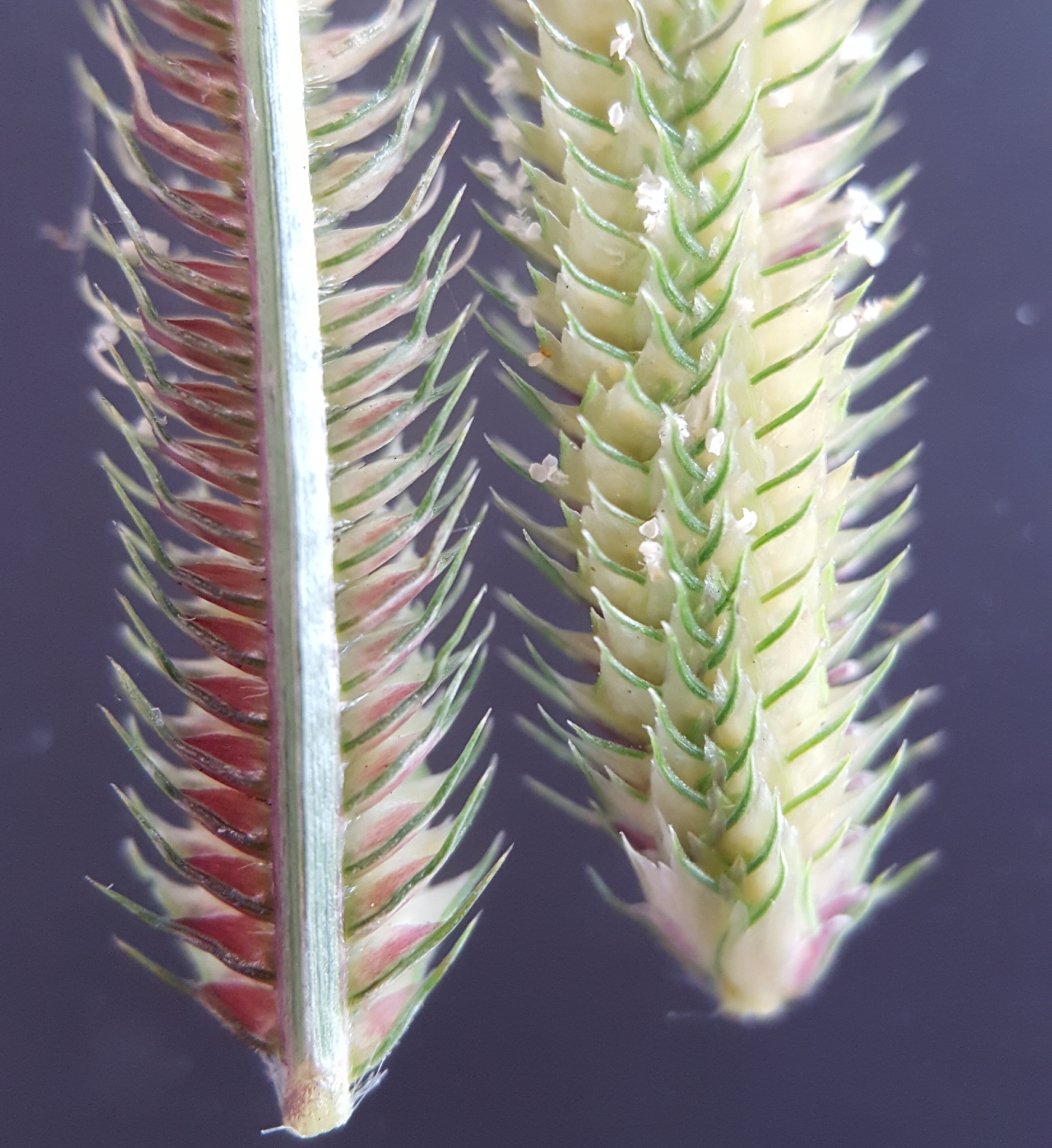 (c) François Rousseu, certains droits réservés (CC BY-NC) https://www.inaturalist.org/observations/91721970