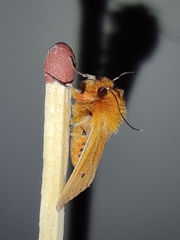 Phragmatobia fuliginosa