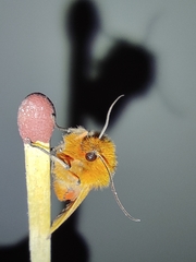 Phragmatobia fuliginosa