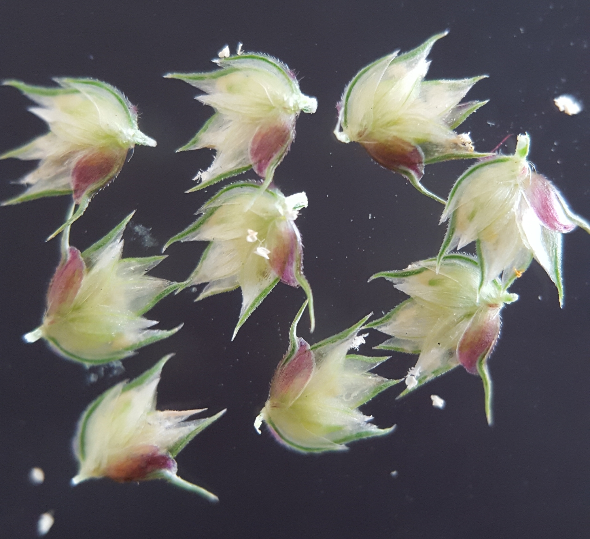 (c) François Rousseu, certains droits réservés (CC BY-NC) https://www.inaturalist.org/observations/91721970