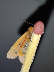 Phragmatobia fuliginosa