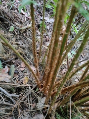 Dryopteris affinis