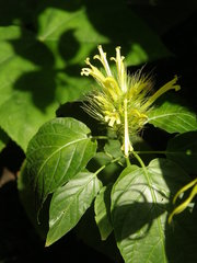 Schaueria calytricha