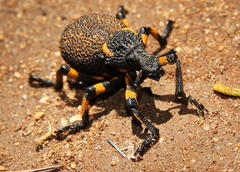 Brachycerus congestus