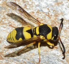 Euodynerus variegatus