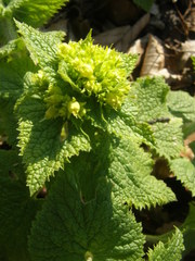 Scrophularia vernalis