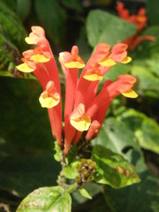 Scutellaria costaricana