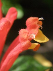 Scutellaria costaricana