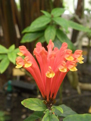 Scutellaria costaricana