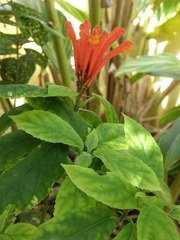 Scutellaria costaricana