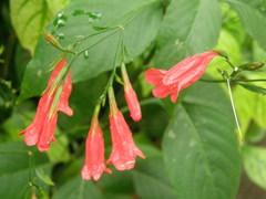 Scutellaria costaricana