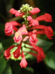 Scutellaria coccinea
