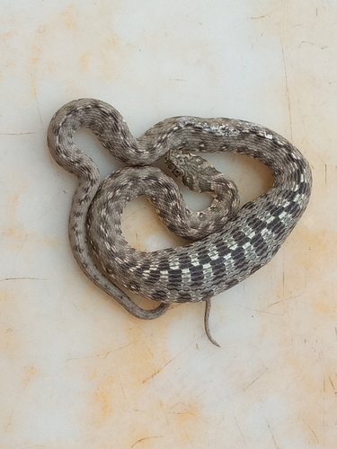 Viperine Snake