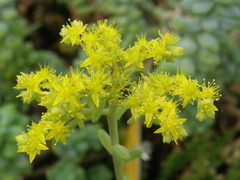 Sedum treleasei