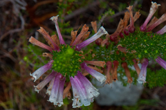 Erica perspicua perspicua