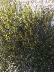 Ricinocarpos linearifolius