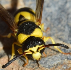 Euodynerus variegatus