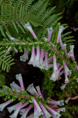 Erica perspicua perspicua