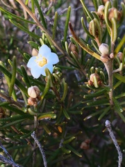 Ricinocarpos linearifolius